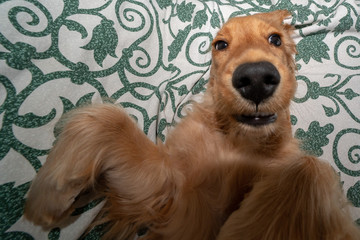 puppy dog cocker spaniel relaxing and sleeping on a sofa