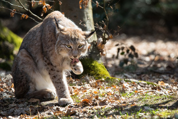 Lynx