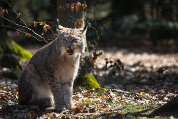 Obraz premium Lynx