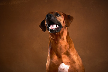 Ridgeback