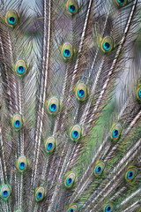 Obraz premium Indian peafowl