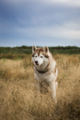 Portrait of free and prideful beige and white siberian husky dog with brown eyes sitting in the grass at sunset