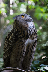 Eagle owl