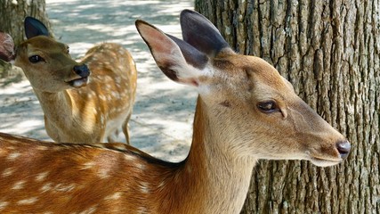 Reh, Ricke, Hirschkuh