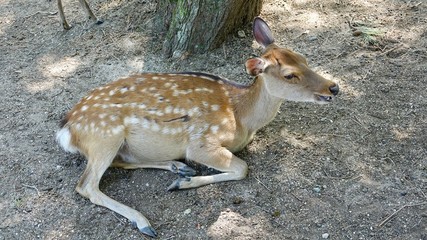 Reh, Ricke, Hirschkuh im Wald