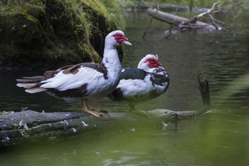 Fototapeta premium Two wild ducks stay on the strain in the water. Bohemian switzerland. In the rocky valley.