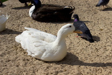 Domestic ducks in the farm 