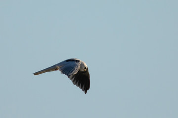 Very close view of a white-tailed kite flying, seen in the wild in North California