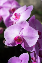 Obraz na płótnie Canvas Orchid flowers,nature or garden.