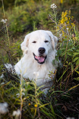 Close-up Portrait of gorgeous maremma sheepdog. Big white fluffy dog posing in the forest
