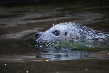 Fototapeta premium Harbor seal