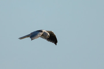 Very close view of a white-tailed kite flying, seen in the wild in North California