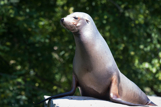 California sea lion