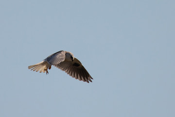 Very close view of a white-tailed kite about to strike, seen in the wild in North California