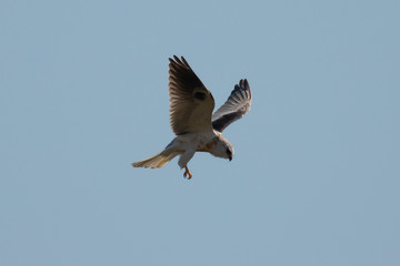Very close view of a white-tailed kite about to strike, seen in the wild in North California