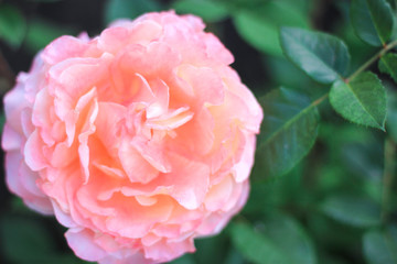 huge flower of light pink-yellow rose on a green background, big pink rose growing in a garden under the sun, beautiful rose flower with green leaves, magic rose on a green background