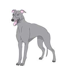 dog vector in the room