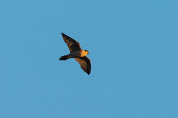 Peregrine Falcon flying in beautiful light, seen in the wild near the San Francisco Bay