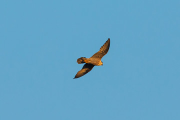 Peregrine Falcon flying in beautiful light, seen in the wild near the San Francisco Bay
