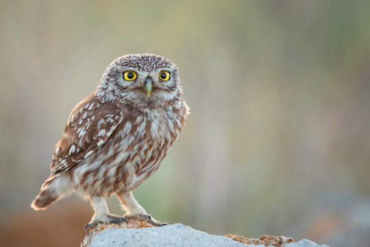 Little owl (Athene noctua) sitting on a stone