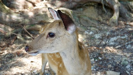 Reh, Ricke, Hirschkuh