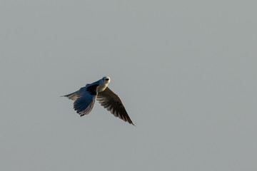 Very close view of a white-tailed kite flying, seen in the wild in North California