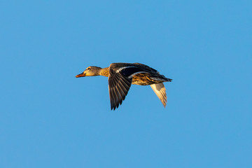 wild duck flying in beautiful light 