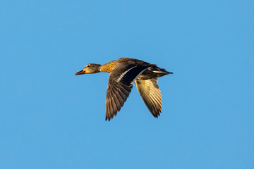 wild duck flying in beautiful light 