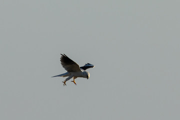 Very close view of a white-tailed kite about to strike, seen in the wild in North California
