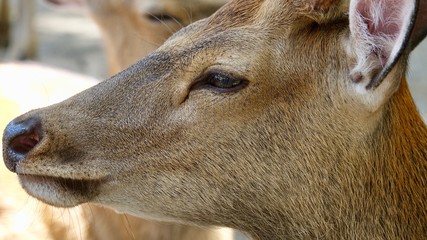 Ruhende Hirsche im Wald