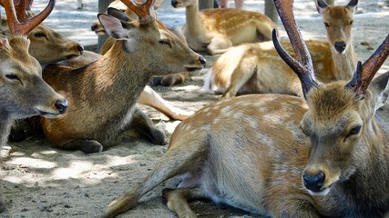 Ruhende Hirsche im Wald