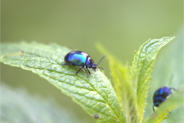 Fallkäfer auf Blatt