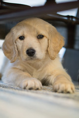 Beautiful beige dog lying under chair