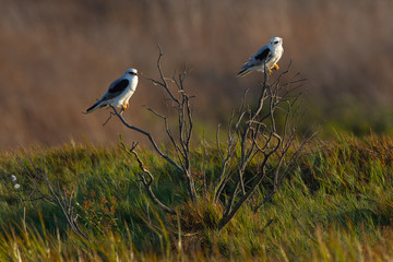 Very close view of a couple of  white-tailed kites on a bush, seen in the wild in a North California marsh