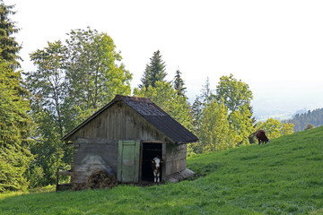 Fototapeta na wymiar Hütte, Längenberg, Berner Alpen, Schweiz 