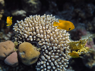 Coral reef with finger coral in tropical sea