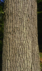 écorce et tronc de chêne