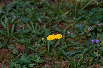 yellow flowers in the garden