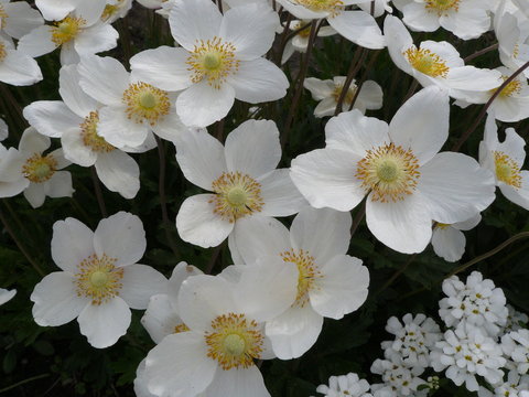 Anemonen