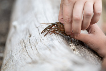 Adult and child hand holding small crayfish on a fallen log.