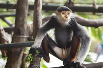 Red-shanked Douc in zoo