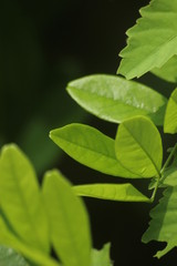 green leaves on background