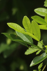 green leaves of tree