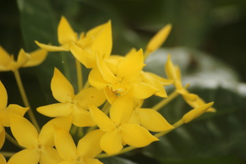 Yellow Ixora coccinea