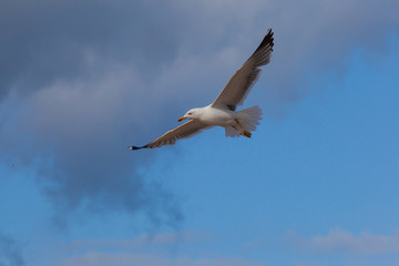 Flying Seagull on the beach, Fuerteventura- Canary Islands