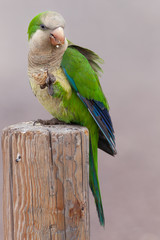 The monk parakeet (Myiopsitta monachus) in Fuerteventura, Canary Islands