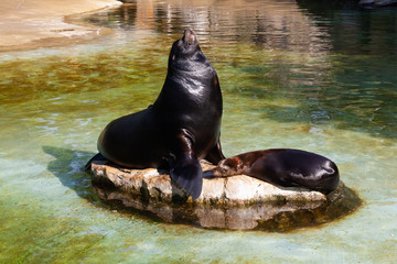 Sea-lion on the stone