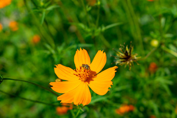 honey bee on a yellow flower. The moment the honey bee is taking nectar from the flower.