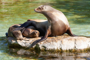 Sea-lion on the stone