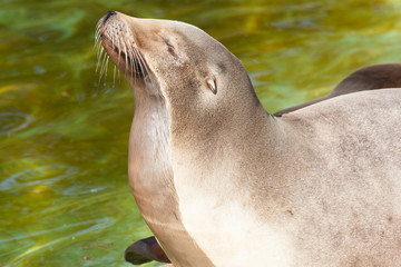 A close-up view of a sea lion head